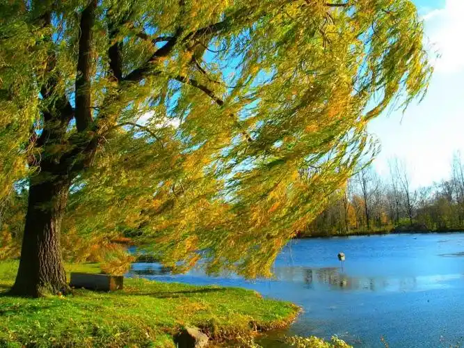 【转载】三棵溪水旁的树 - heheaiyesu_和爱稣 - heheaiyesu(和爱稣)