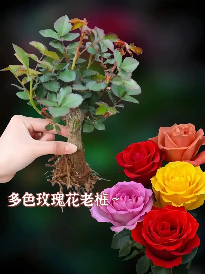 嫁接多色玫瑰花～养一盆多色玫瑰真好看呀!
