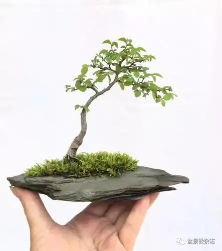 郑振根的小微盆景