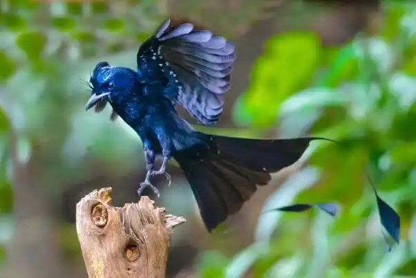 大盘尾又被称为大拍卷尾,长尾姑,带箭鸟,是一种中型鸟类,主要分布在