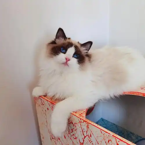 布偶猫海双妹妹