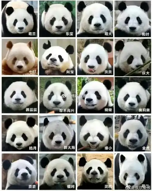 原来大熊猫还有地域之分02,四川大熊猫和陕西秦岭大熊猫各有特点,真