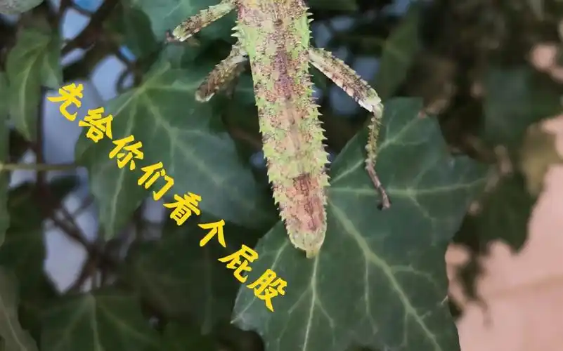 活动  【巨棘竹节虫】巨棘竹节虫日常,若虫未成年.