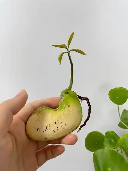 也不知道以后会长成什么样,先这么养着#芒果 #种子盆栽