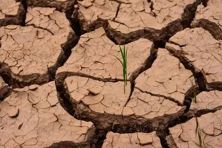 由于夏季干旱, 地球裂开了.