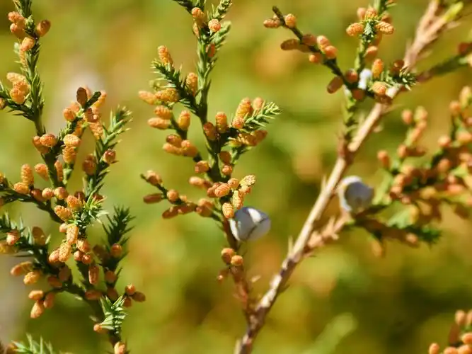 开这么多花的侧柏树你见过没有,原创摄影