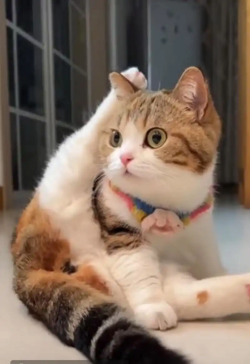 猫咪的瑜伽练的不错[笑哭][笑哭] 网友:就是这姿势摆的不甚雅观!