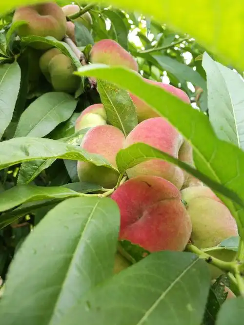 桃树上结满了又红又大的桃子,像小灯笼似的挂在枝头,把树枝都压弯了