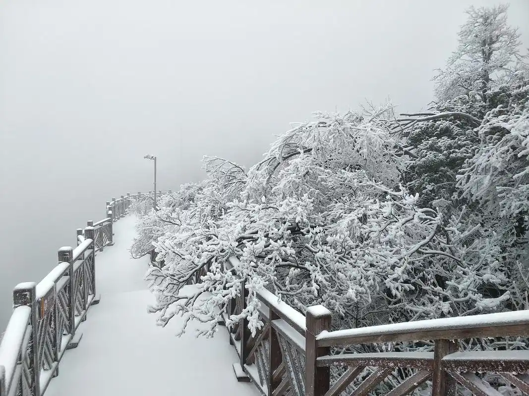 重庆的冬天来啦!金佛山,仙女山可以看雪了 #山城冬日碎片记