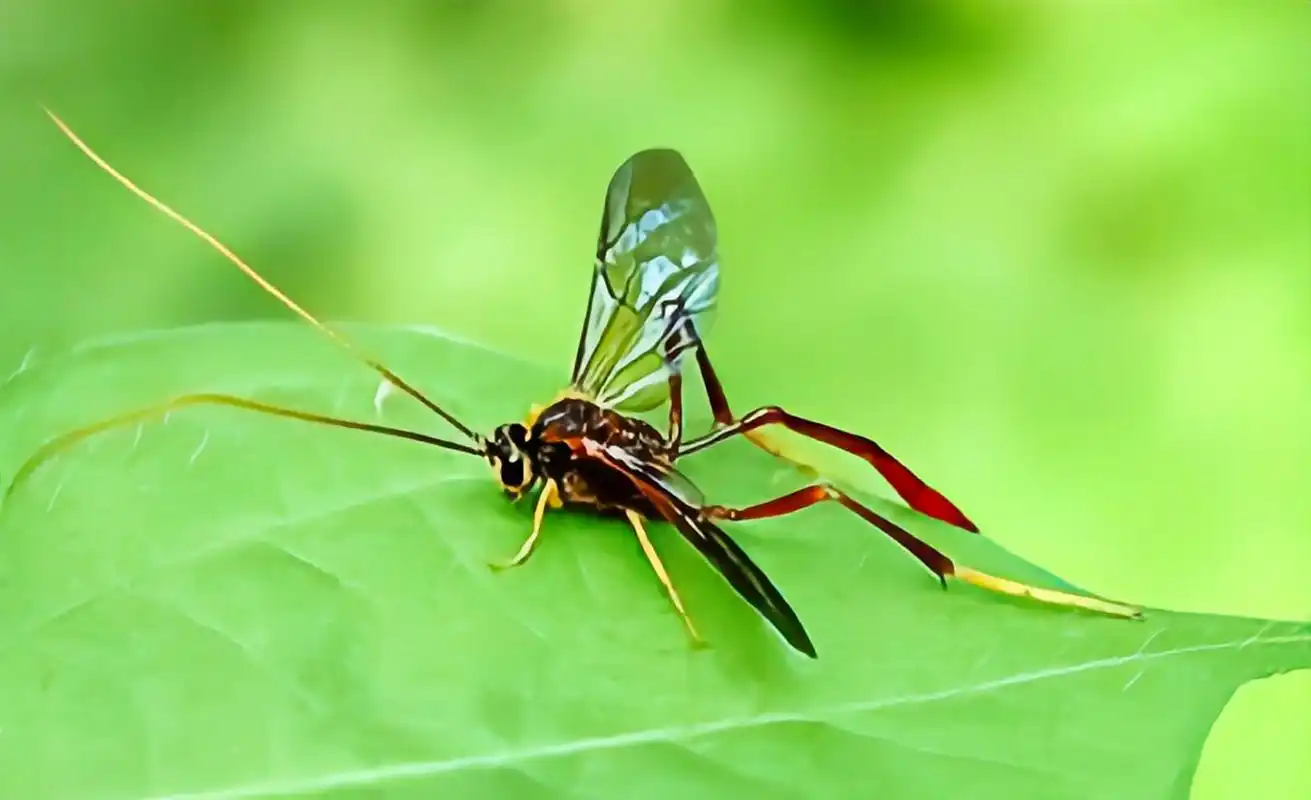 每天认识一种昆虫——姬蜂 姬蜂是膜翅目,姬蜂科昆虫,我国约有7000种