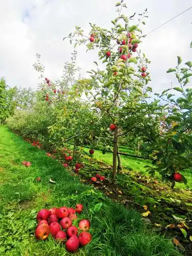 这里的苹果树大多不太高,很容易摘到.