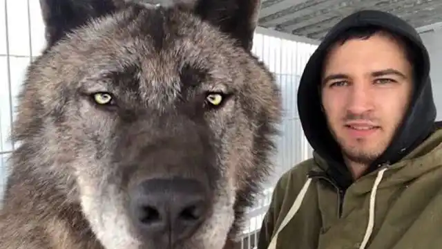 世界上体型最大的狼,身长达2米,"秒杀"藏獒都不在话下!