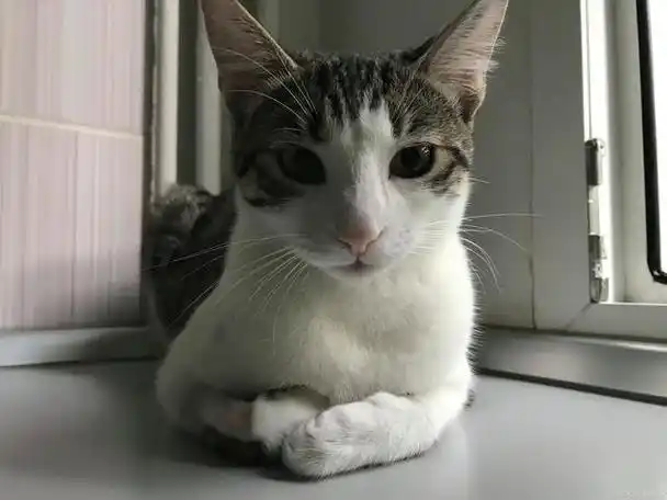 起司猫属于什么档次?起司猫:高贵优雅的宠物猫品种