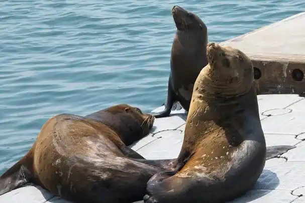海狮突然跳上游艇,张口就要鱼吃,结果夫妻俩钓的鱼全没