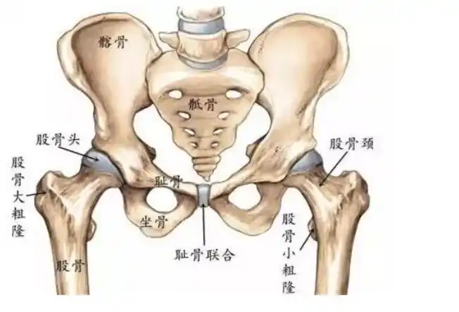 答粉丝疑问:髋关节置换术后全方位养护及注意事项!