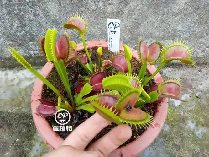 食虫植物吃虫食人花大白鲨捕蝇草巨大夹子