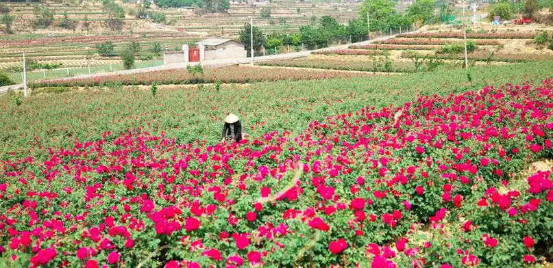 观云台 | 鲜花饼里真的有鲜花