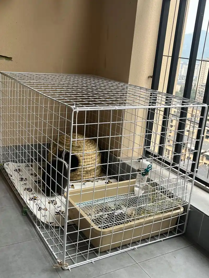 自制兔笼 菠萝蜜的新房子到啰兔兔 兔笼 自制兔笼 侏儒兔