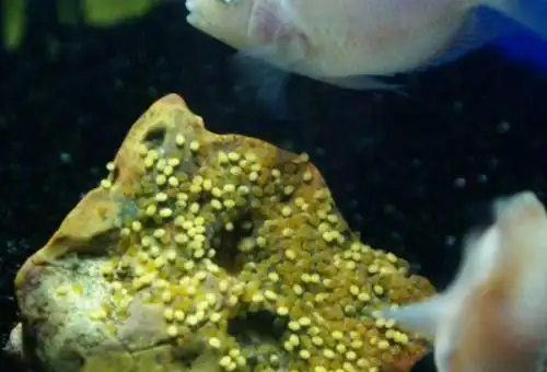 鱼什么时候产卵结束观赏鱼什么时候产卵