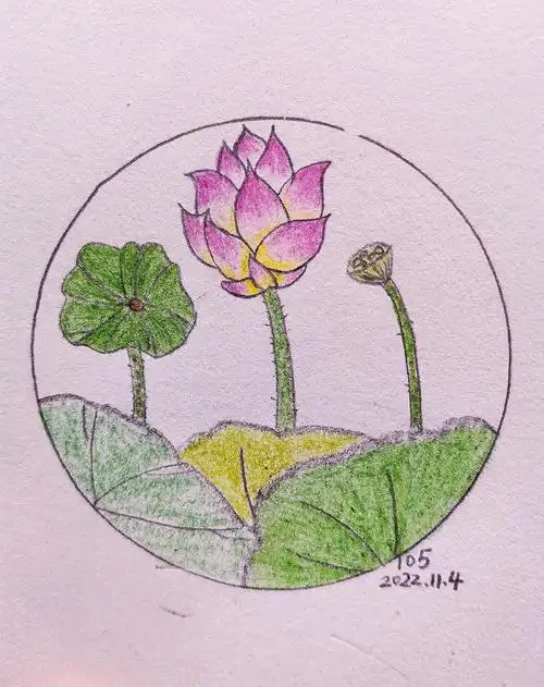 秋天画荷花花开不语花落无言