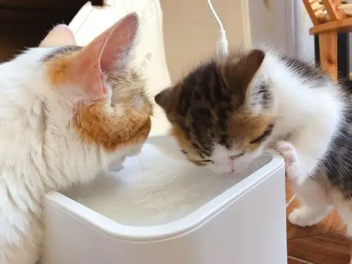 小奶猫第一次学喝水,猫妈妈的表情亮了,哈哈哈哈!