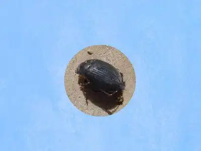 杏树黑绒金龟子