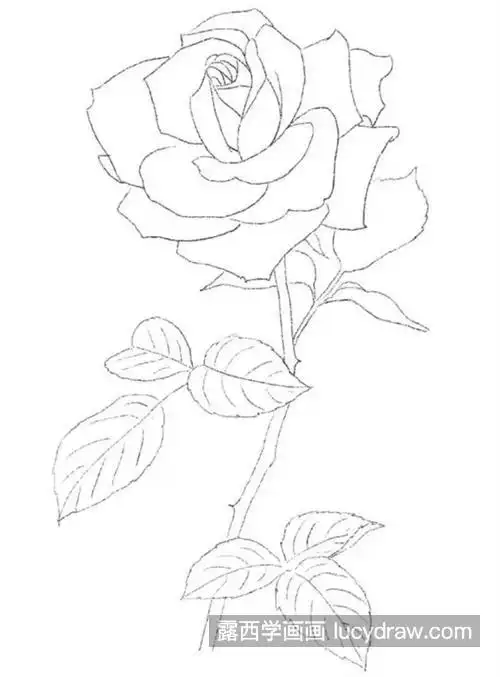 月季花怎么画?如何画同色系的渐变?