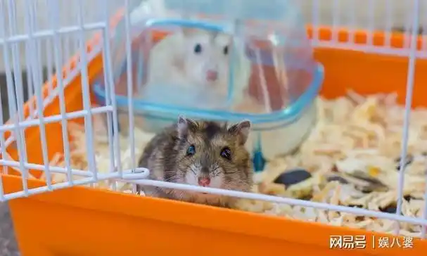 六花养宠物:仓鼠总想从笼子里逃出去怎么办?|小动物_网易订阅