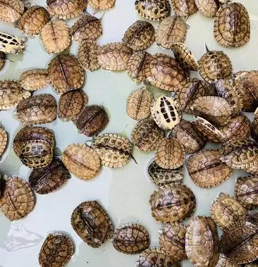 小青冷水小青龟苗大青苗