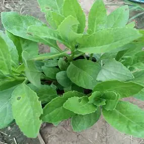 食用明月草苗降糖草白背三七盆栽白背菜植物神仙菜金鸡毛菜保健菜