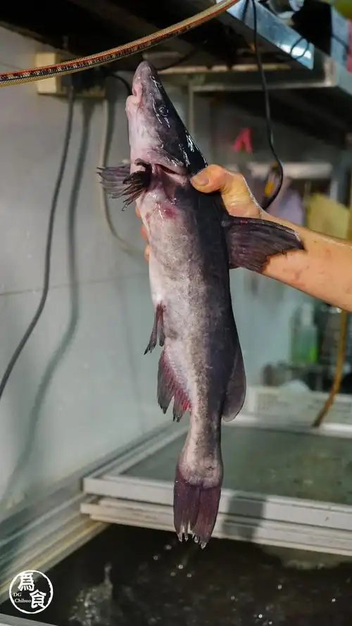 江团鱼图片多少钱一斤(叮叮码头) - 价格百科