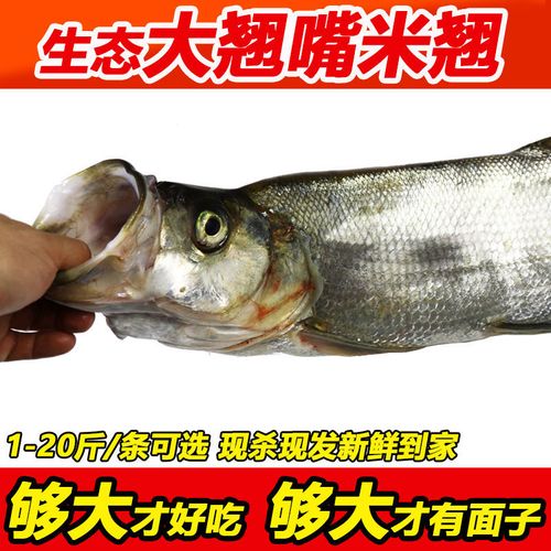 御泸鲜湘特大超大翘嘴鱼米翘米级鲜活现杀淡水大白鱼翘嘴白鱼湖北特产