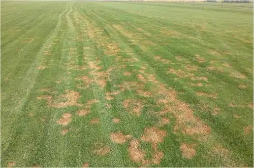 腐霉枯萎病是由腐霉菌引起的,危害极其严重,能在数小时内将一片草坪
