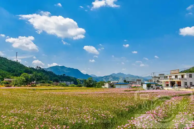 赣州于都县正坑村,蓝天白云下的花千谷百花争艳,乡村风景美如画_高清