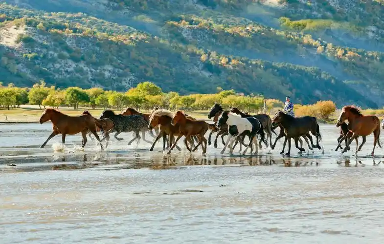 草原秋意浓马踏水花飞