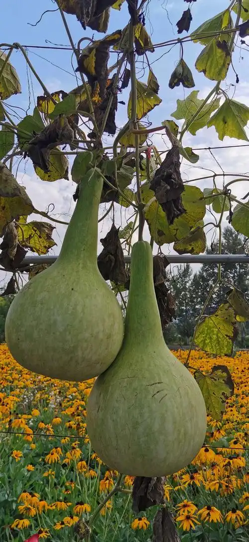 不同形状的葫芦
