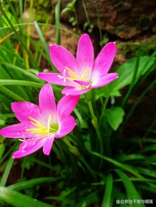 韭菜莲的夏秋之恋:如何培育出盛放如仙境的花园