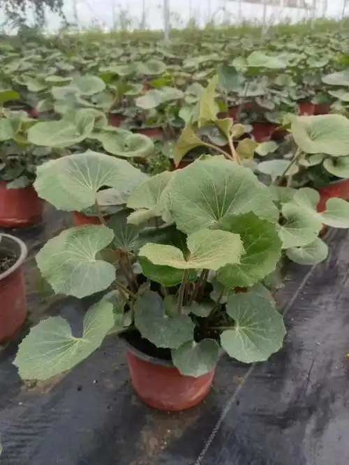 大吴风草耐阴吗