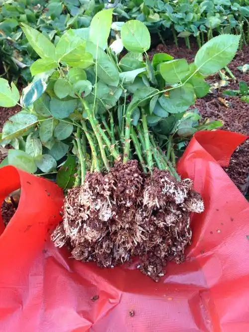 50棵顺丰包邮云南昆明斗南各色系玫瑰花苗 月季种苗 裸根扦插苗