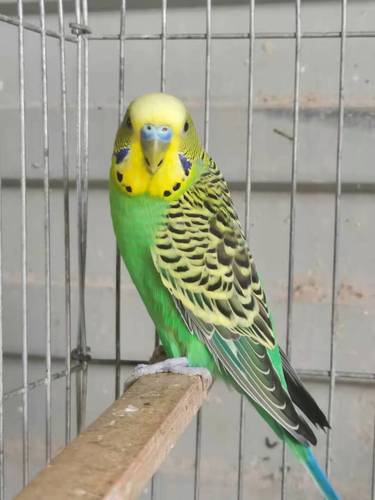 【包下蛋】成年可繁殖下蛋虎皮鹦鹉活鸟粮宠物鸟活物鹦鹉活体一对