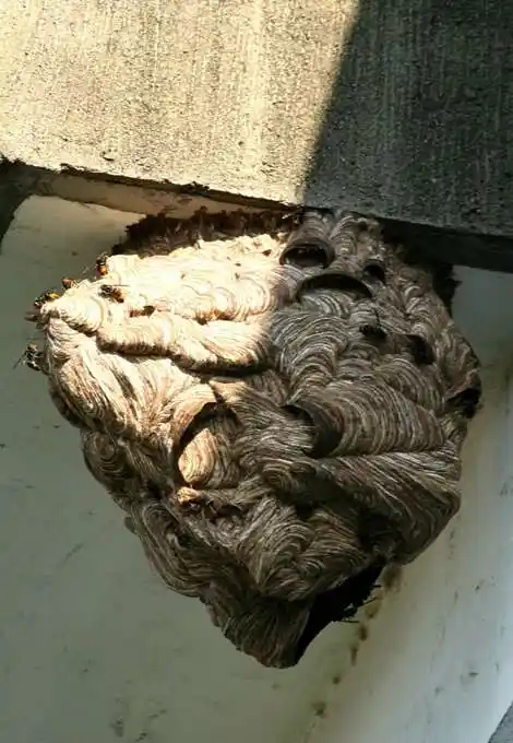 杭州男子捅马蜂窝:因为毒素导致多脏器功能衰竭 致一死一重伤