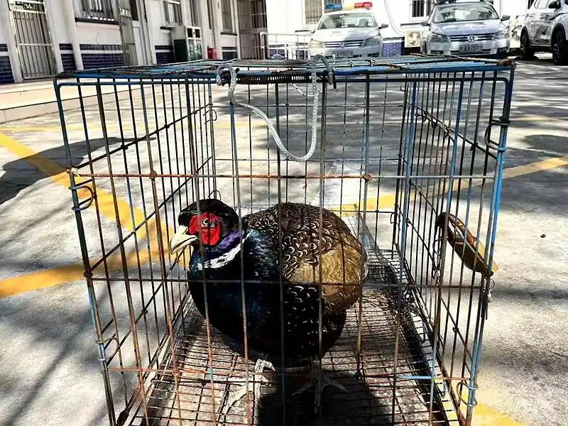 野鸡飞入崇明百姓家一看竟是