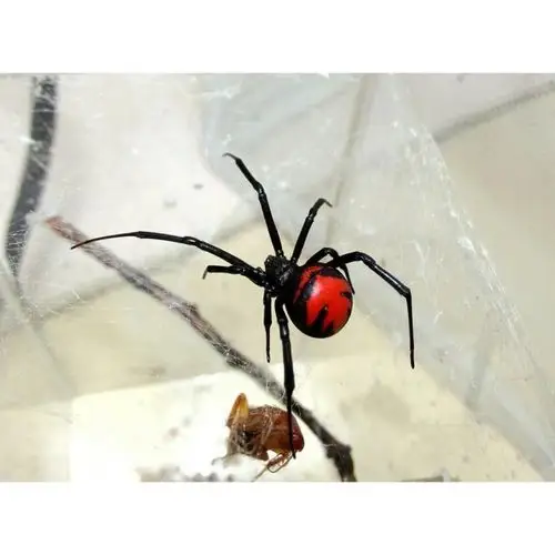 蜘蛛宠物黑寡妇蜘蛛澳洲红背黑寡妇蜘蛛个性宠物活体宠物
