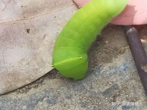 这是什么虫子 - 知乎