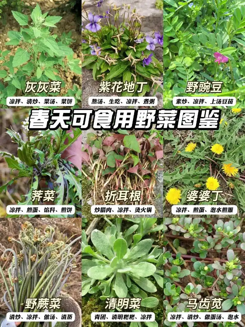 踏青挖野菜|60种野菜图鉴91你都吃过哪些 ? #你的家乡有 - 抖音
