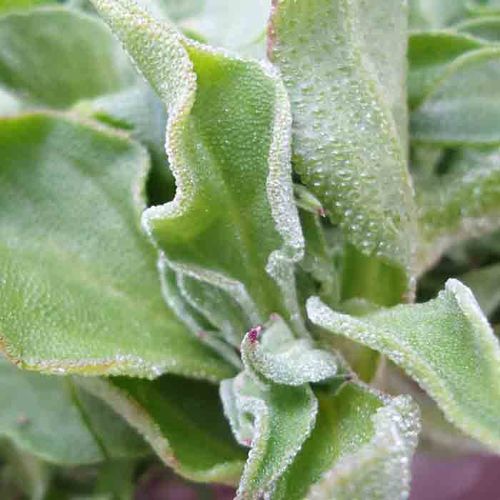 非洲新鲜冰草1000g爽口蔬菜沙拉 冰菜 云南特产餐厅选购