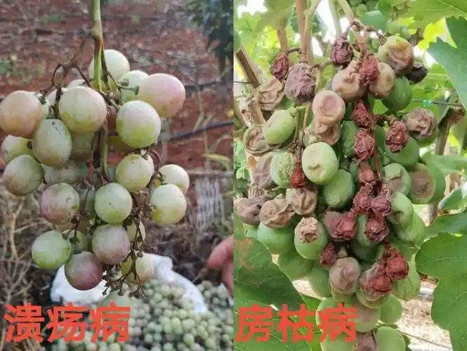 热点近年来葡萄溃疡病偏重发生正确识别病害才是重点