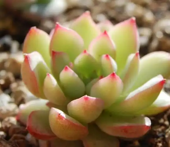 学会这三个小技巧,养出最艳丽的女雏|土壤|多肉植物|叶片_新浪新闻