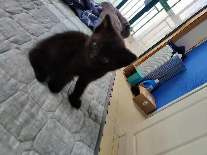 纯黑蓝猫求领养