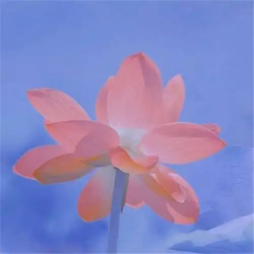 花开富贵头像 适合妈妈们用的高清好看花开富贵图片微信头像